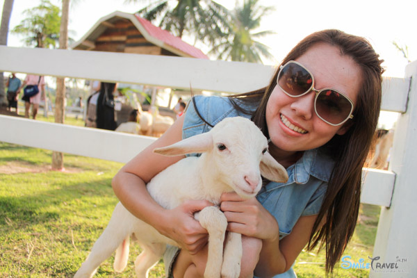 Pattaya Sheep Farm-15
